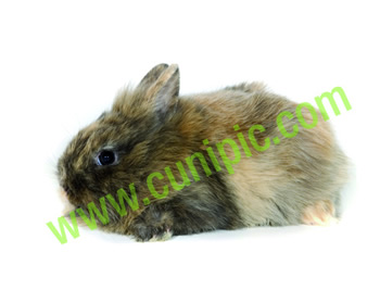 Conejo Toy Arlequin Cabeza de Leon